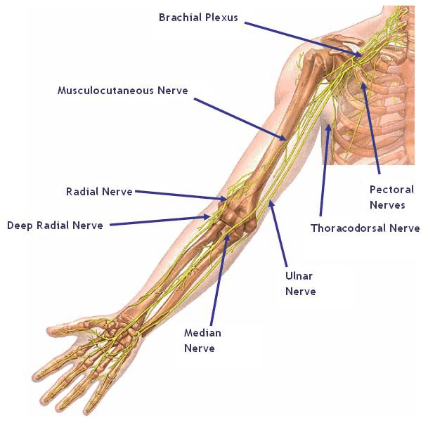 Human Anatomy The Upper Limb Jeopardy Template