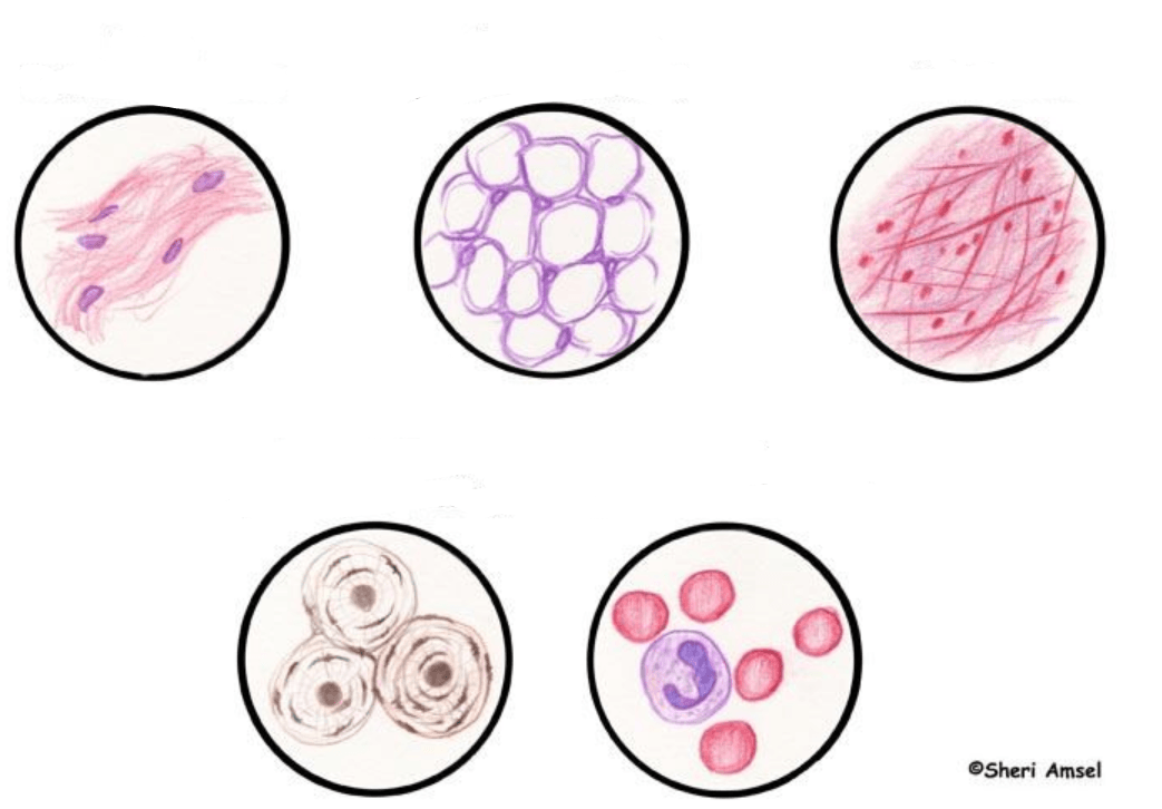 Болезни тканей. Connective Tissue. Connective Tissue Types. Connective epithelia. Connective Tissue body.