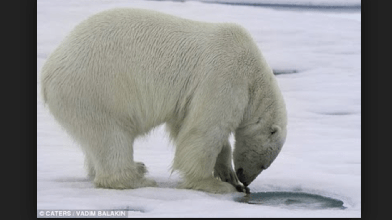 Cannot bear. Polar Bear Fishing. Urs Polar. Белый медведь со страусом на корабле как называется.