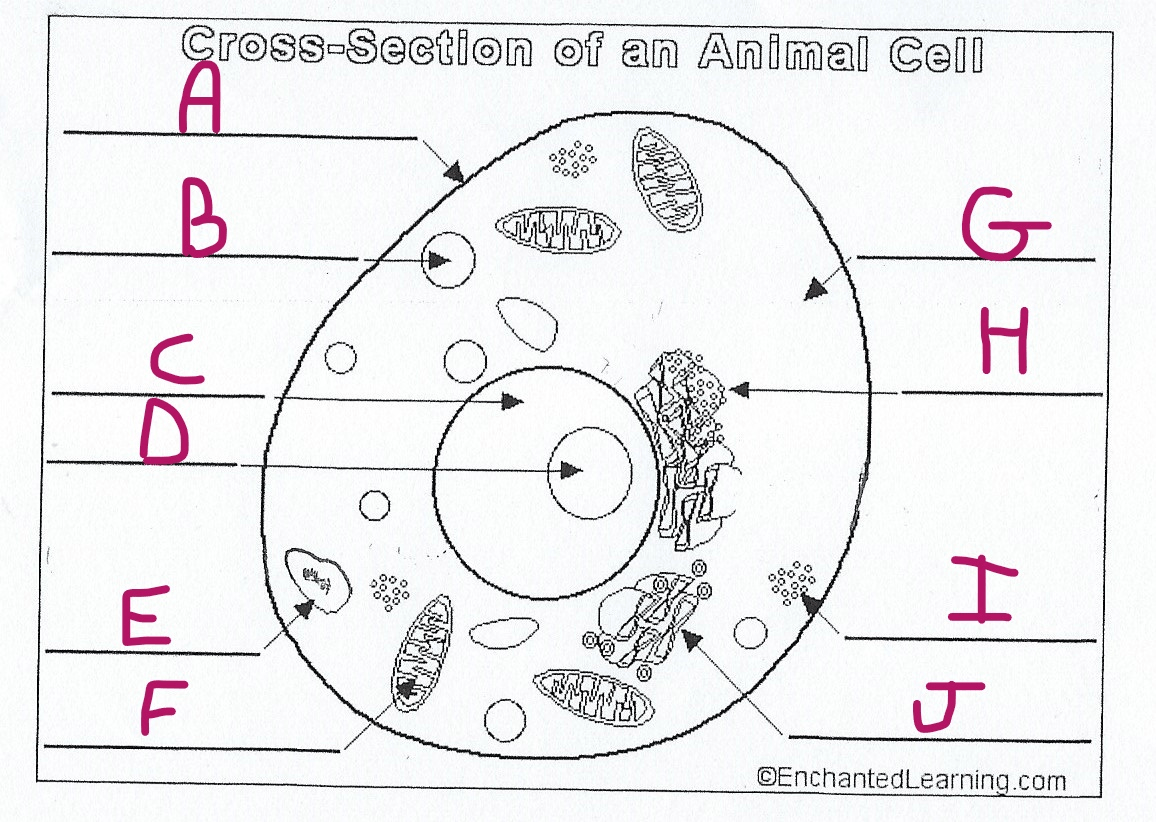 ha-biology-cells-jeopardy-template