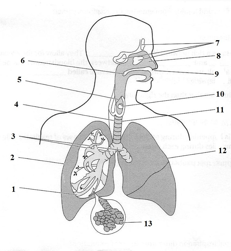 Foundations - Respiratory System Jeopardy Template