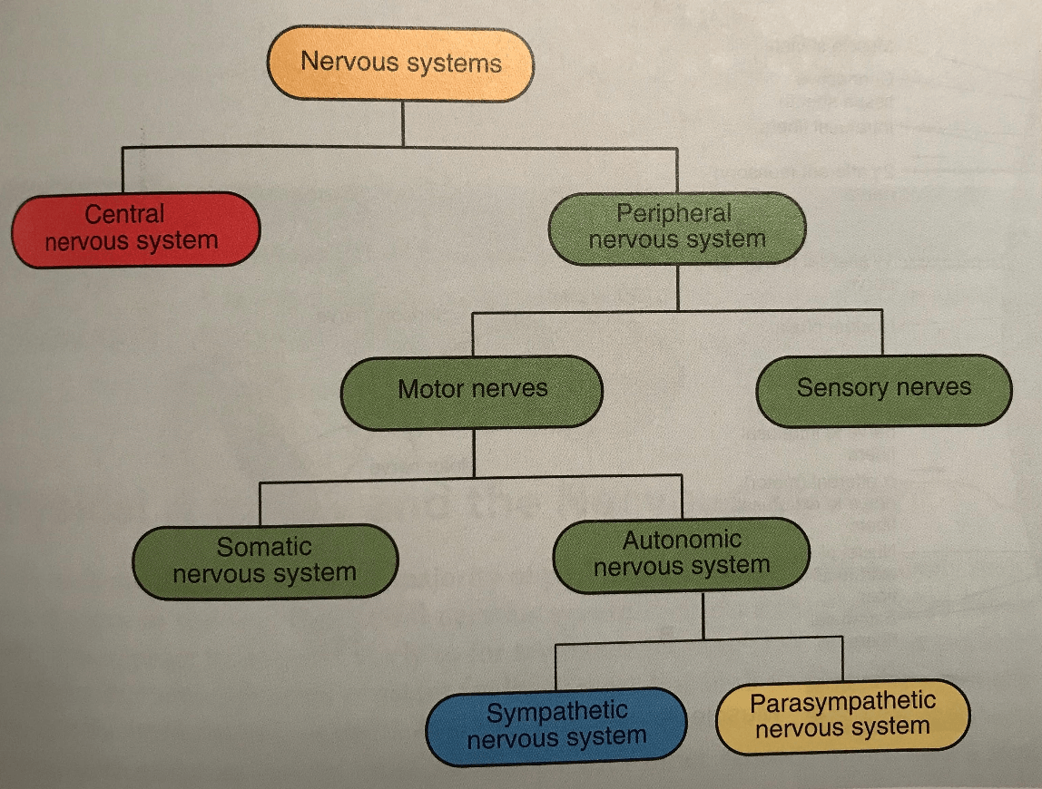 Getting Real Nervous System Jeopardy Template