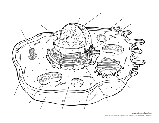 Cell Organelles Mitosis Jeopardy Template