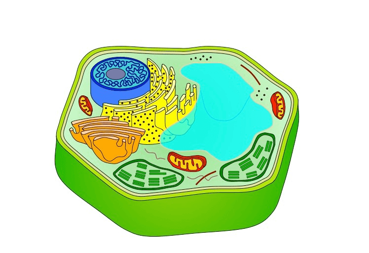 cell-organelles-mitosis-jeopardy-template