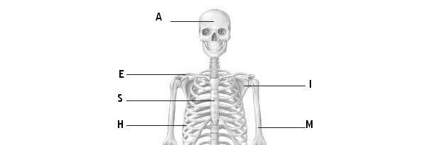 Skeletal and Muscular Systems Jeopardy Template