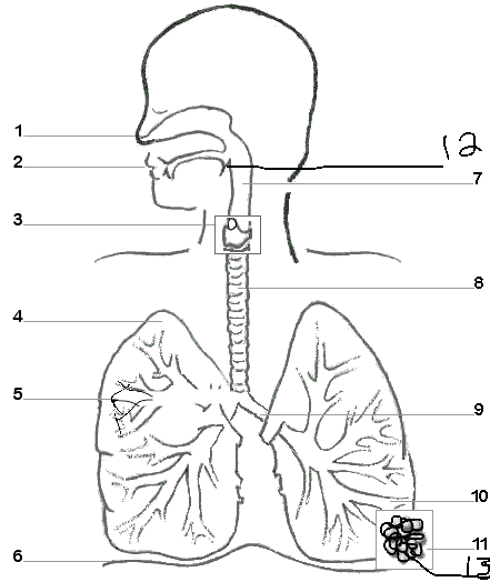 Respiratory System Jeopardy Template