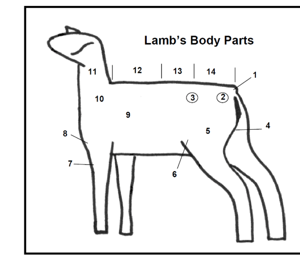 *Livestock and Dairy Skillathon* Jeopardy Template