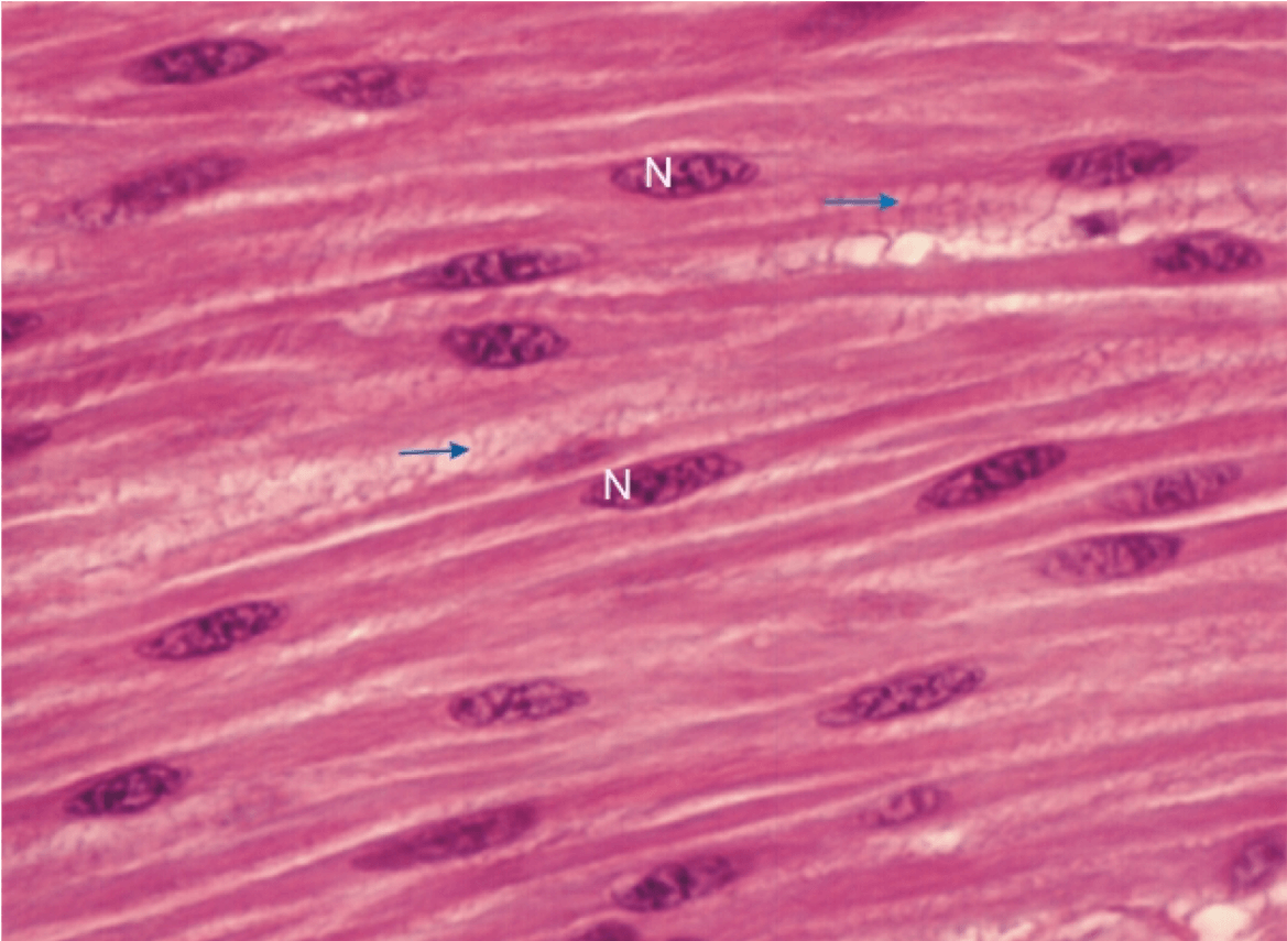 Скелетные мышцы фото под микроскопом