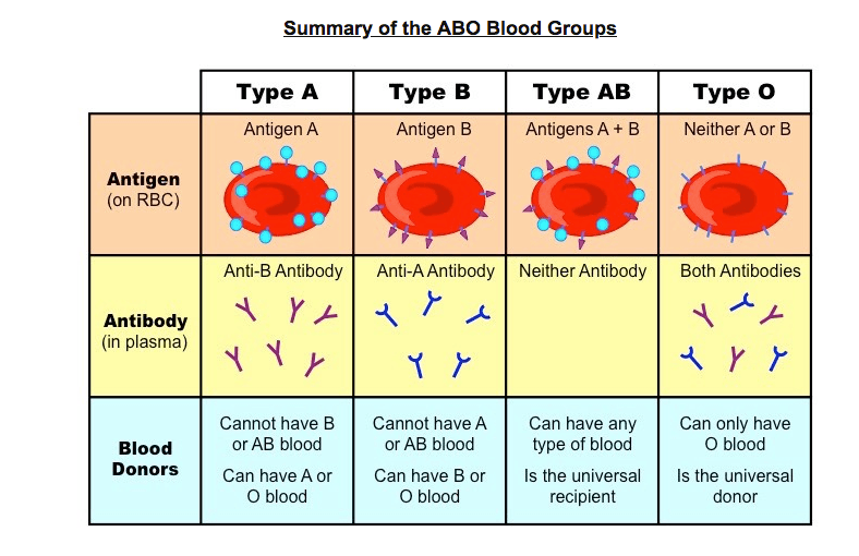 most common blood type