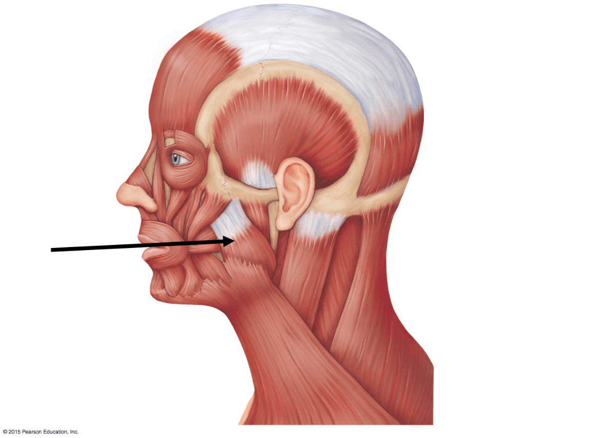 Органы головы человека. Levator Labii superioris. Мускулюс Букинатор. M buccinator.