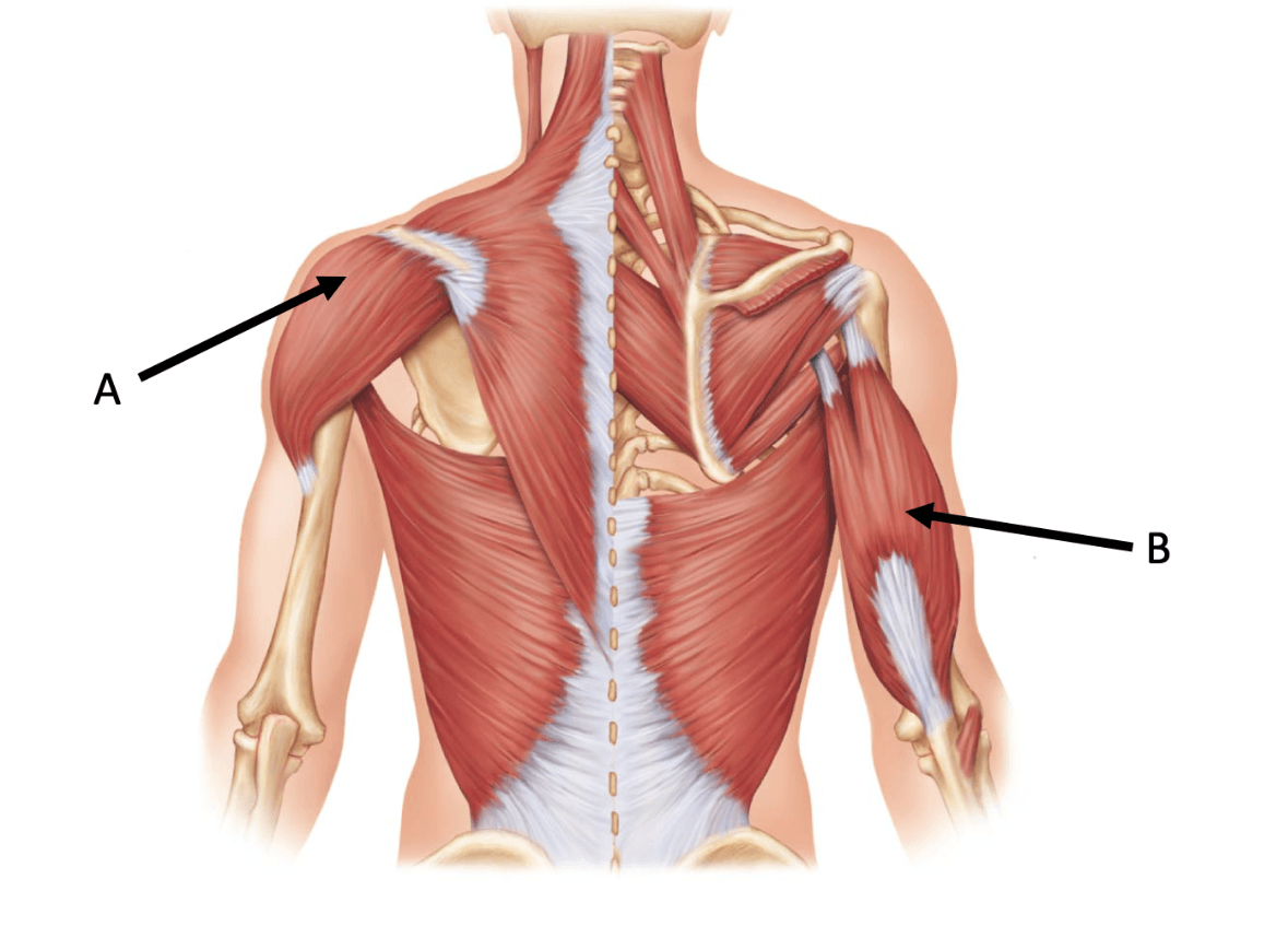 Rhomboid Major