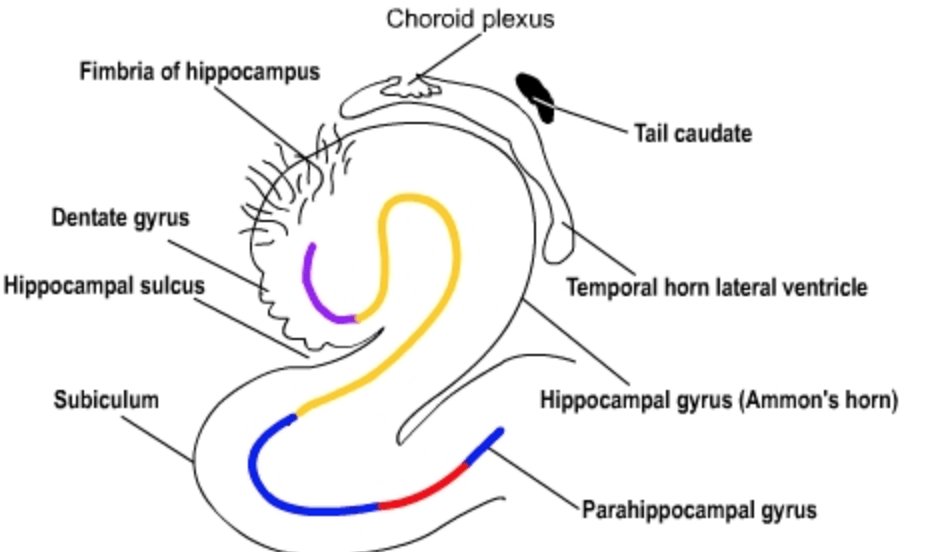 Строение гиппокампа схема