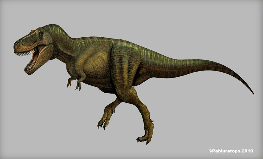 Любой динозавр. Тираннозавр рекс. Тираннозавр рекс Скотти. Тираннозавр меловой период. Тираннозавр биология.