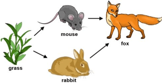 Пищевая цепь на английском 7 класс нарисовать