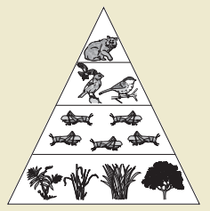 Экологическая пирамида рисунок