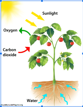 Matter Cycles in an Ecosystem