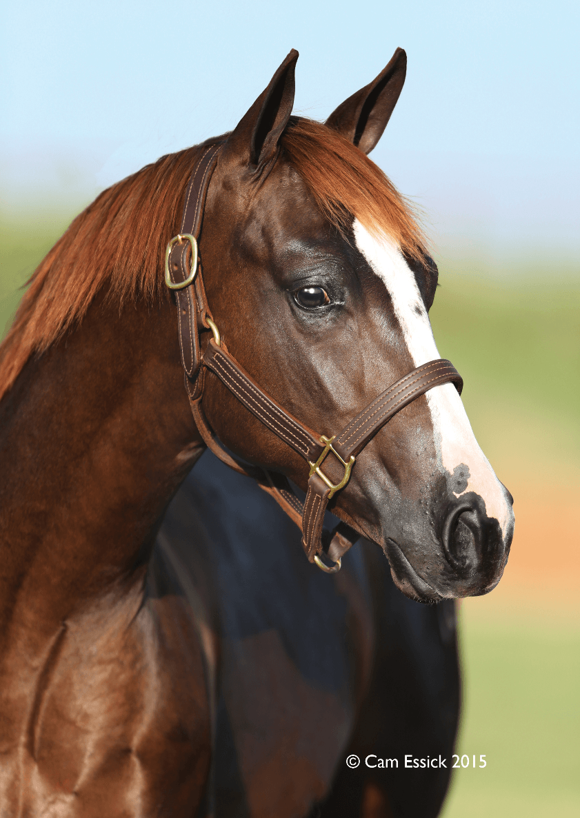 Horse Trivia Jeopardy Template