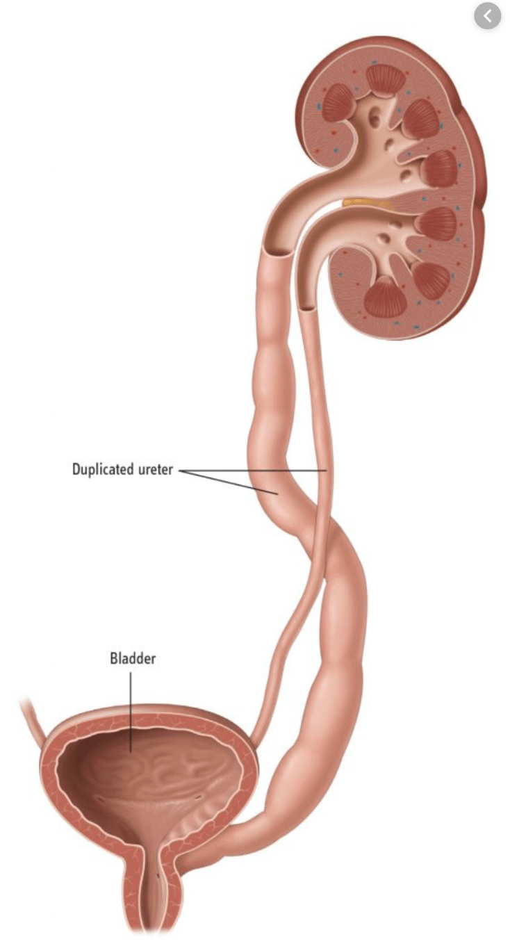 Мочеточник видео. Мочеточники и мочевой пузырь. Мочеточник (ureter) анатомия. Почки и мочеточники. Строение мужского мочеточника.