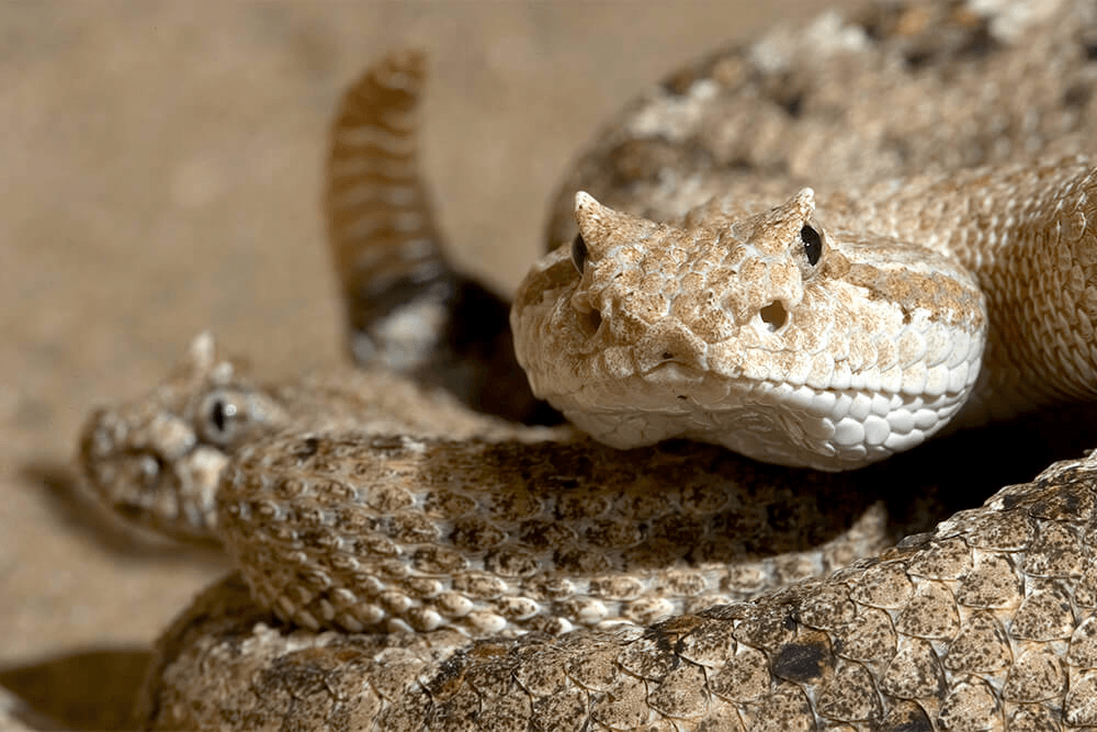 Rattlesnake. Ложнорогатая гадюка. Рогатая гадюка питание. Rattlesnakes. Rattlesnakes фото.