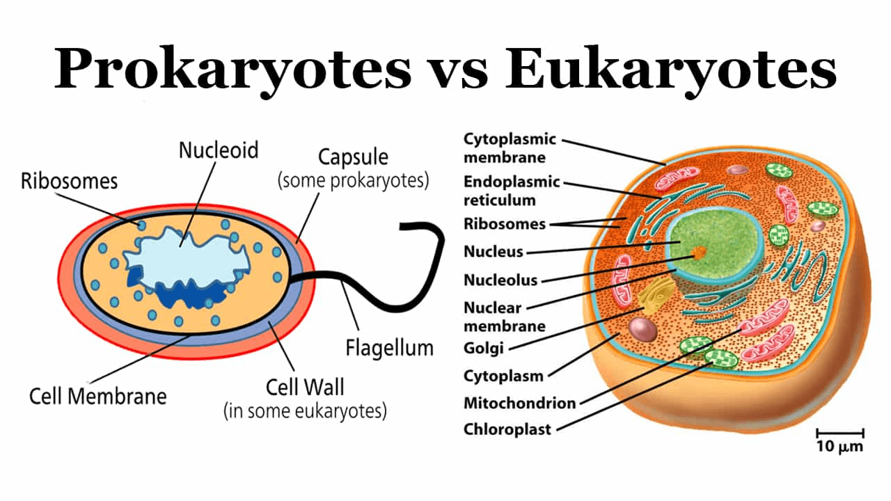 Unit 3 (Biomolecules and Transport) Jeopardy Template