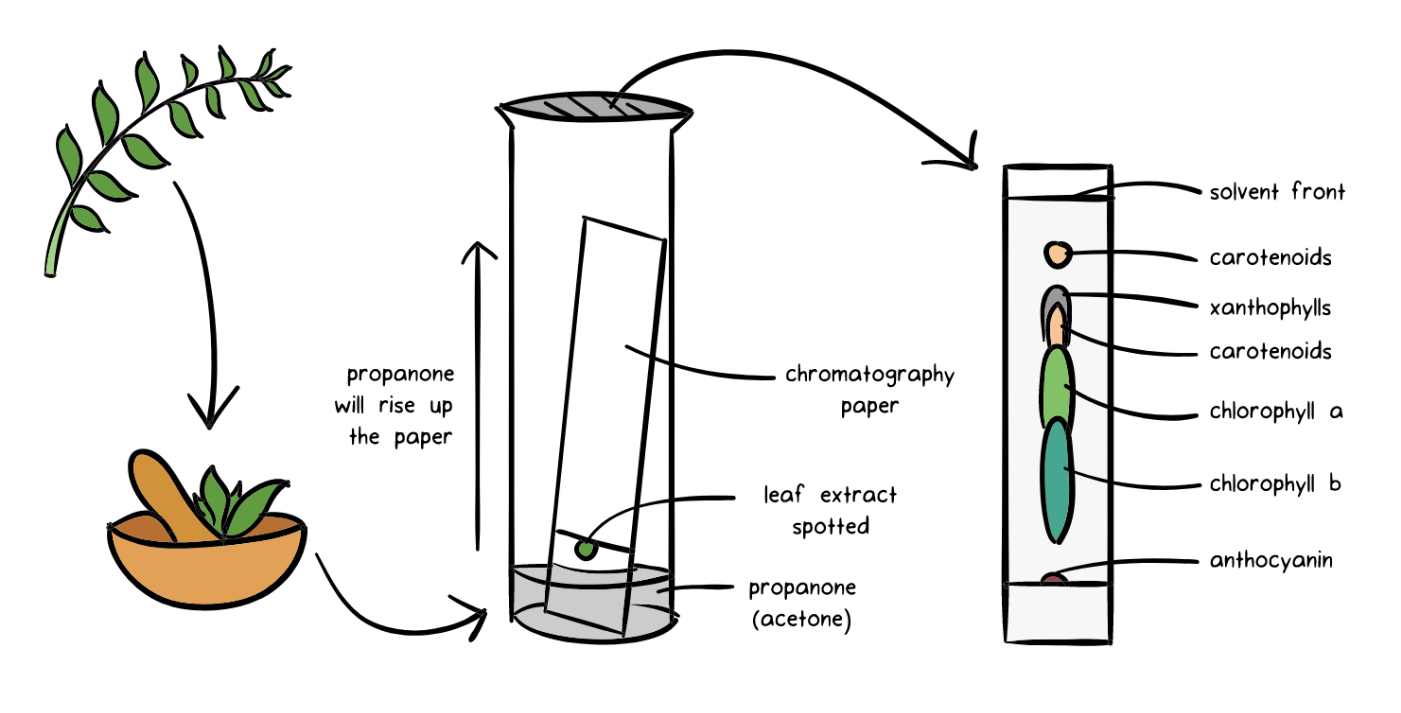 Lab Skills + Scientific Inquiry & Skills Jeopardy Template