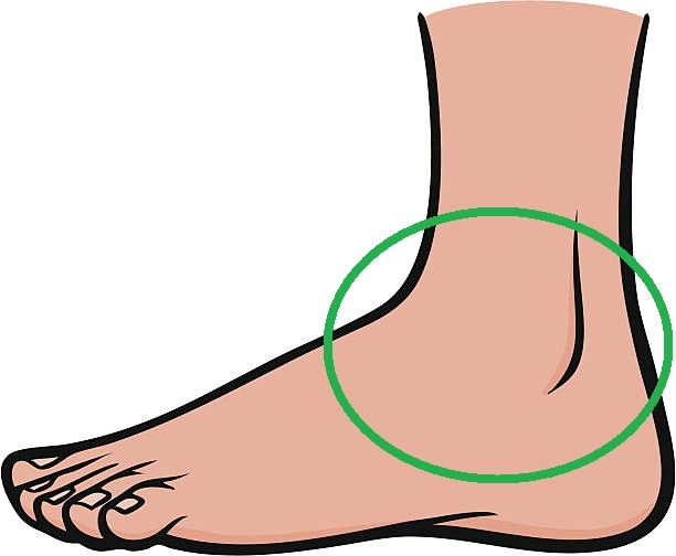 Body Parts Jeopardy Template