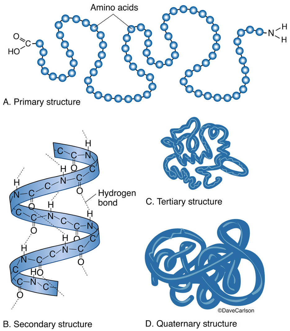 Первичная структура белка рисунок