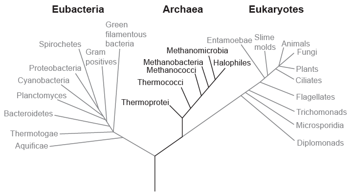 Domain Evolution Evolution