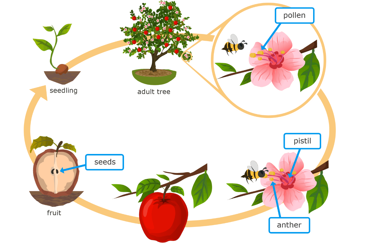 Дети циклы. Plant Life Cycle. Flower Life Cycle. Жизненный цикл яблока. Жизненный цикл растений яблоки.