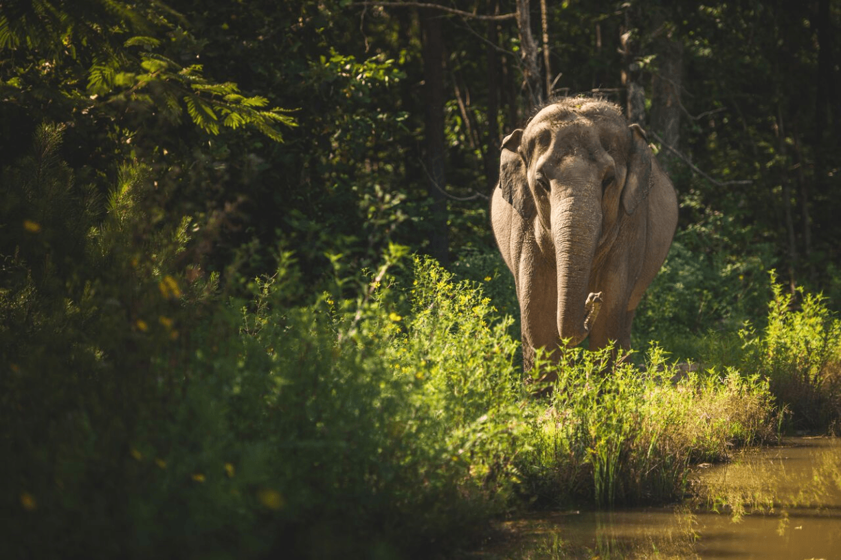 Elephants Jeopardy Template