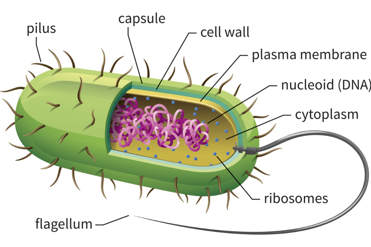 Bacteria aliento