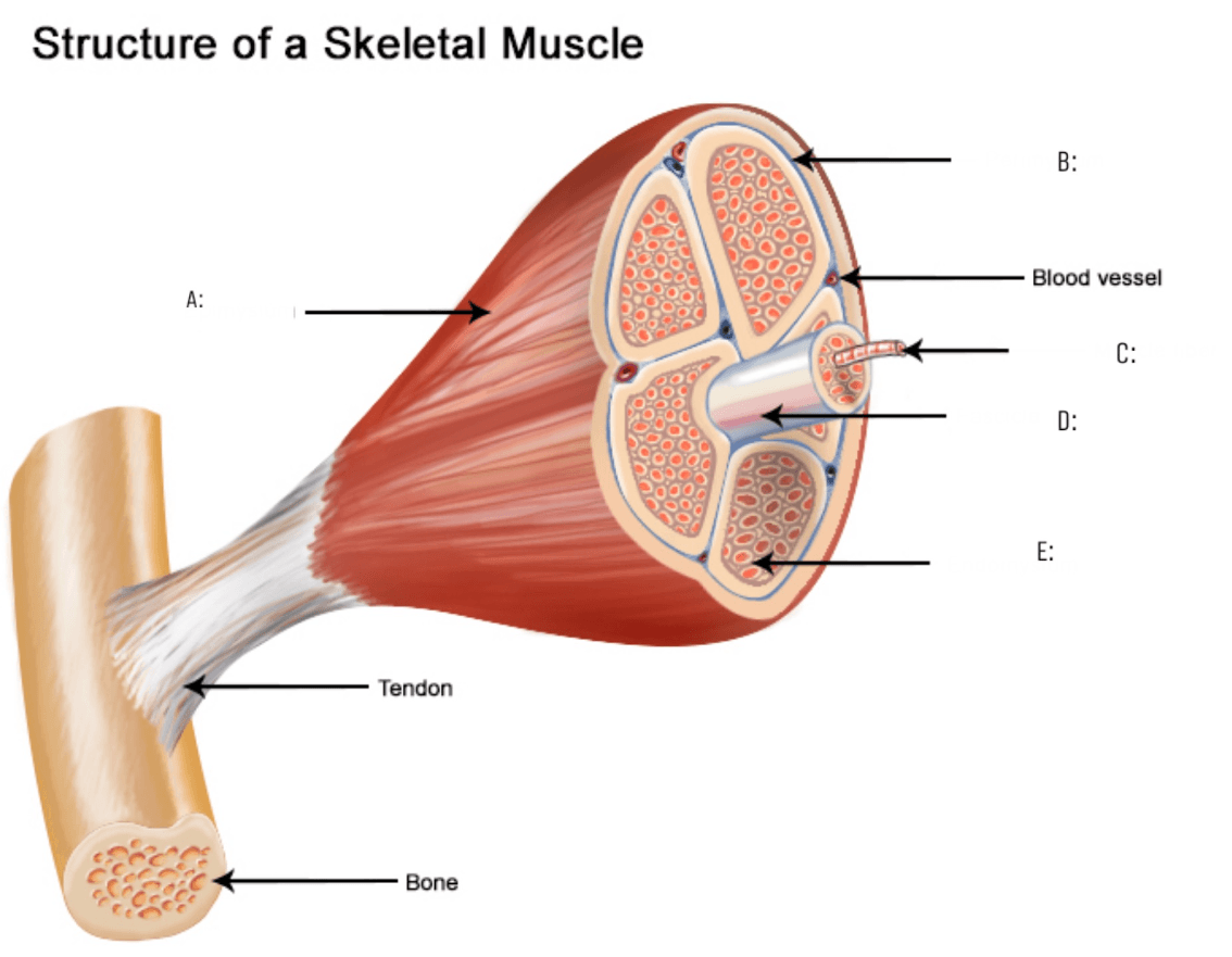 Kyushu University researchers identify molecule to combat muscle aging