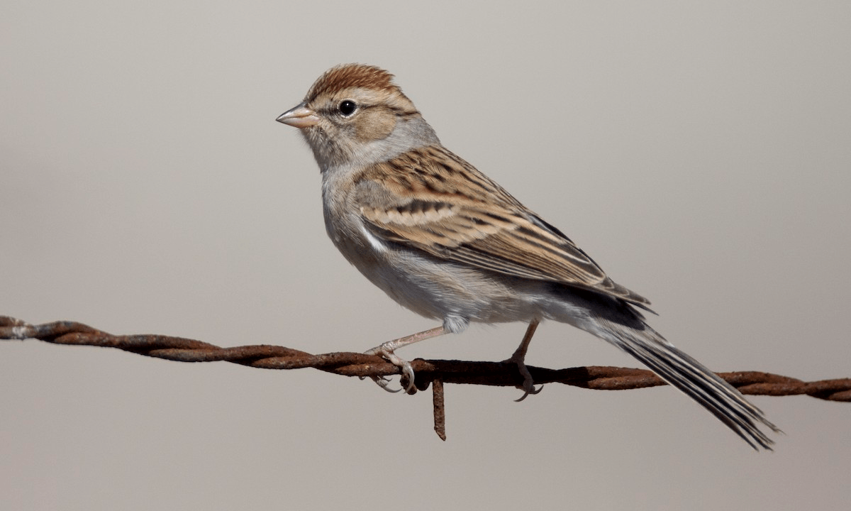 Chipping Sparrow