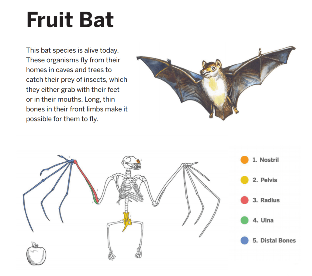 Evolutionary History Review Chapter 1, Lessons 25 Jeopardy Template