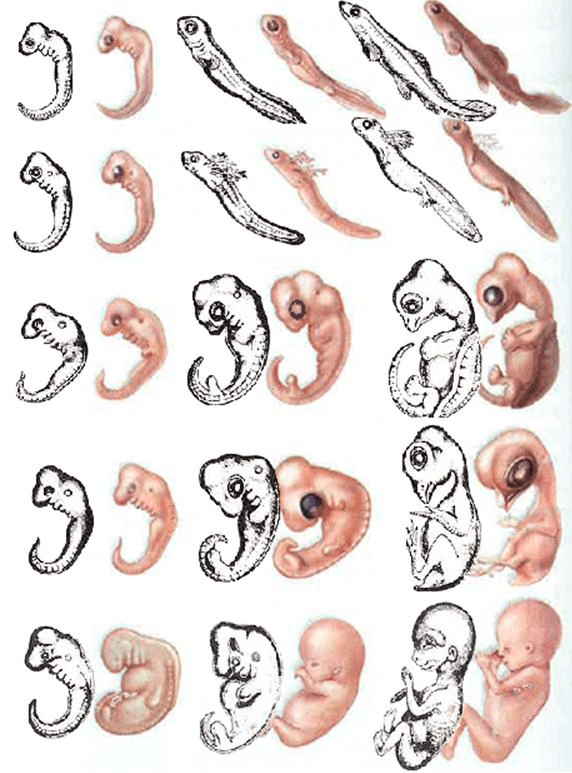 Наличие хвоста у зародыша человека на ранней. Эмбрионы Геккеля. Стадии развития эмбриона человека эмбриология. Зародыши Геккеля. Эмбриология это анатомия.
