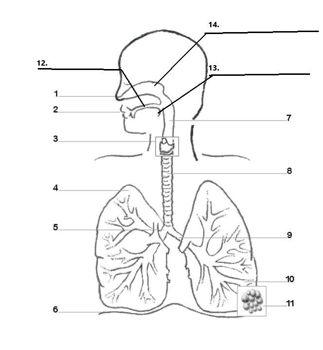 Respiratory System Jeopardy Template