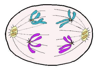Анафаза мейоза 1 рисунок
