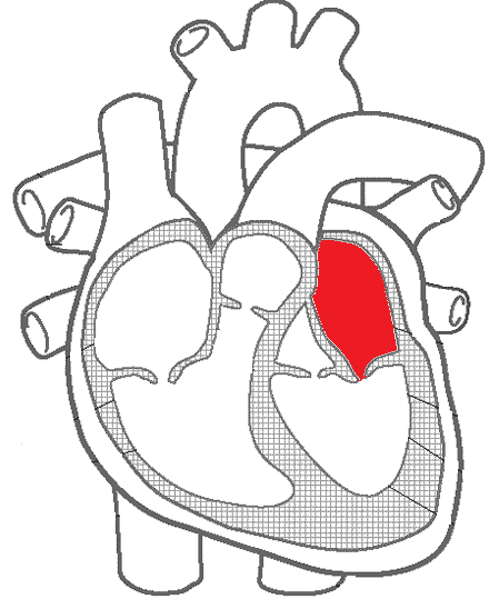 Cardiology Pipeline Review Jeopardy Jeopardy Template cardiology-pipeline-review-jeopardy-jeopardy-template