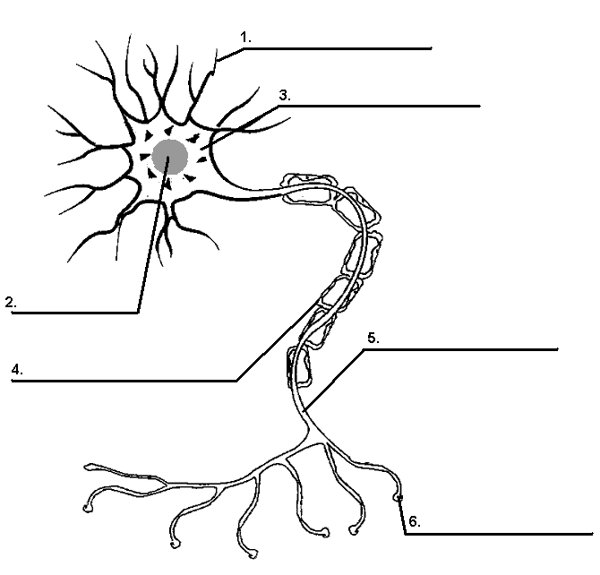 Neuro Exam Jeopardy Template