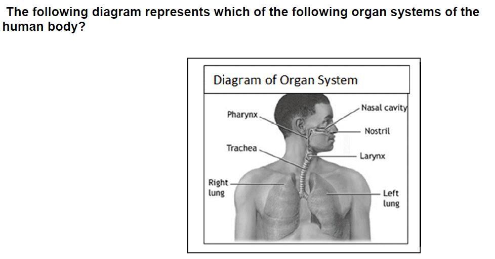 Human Body Systems Jeopardy Template