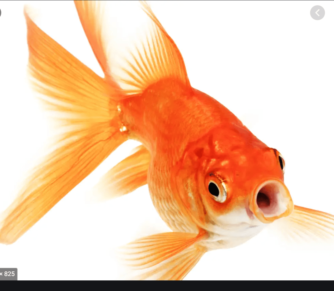 Золотая рыбка картина. Афиша к сказке золотая рыбка. Послушать золотую рыбку. Послушать золотую рыбку. Вуалехвост рыбка на белом фоне.