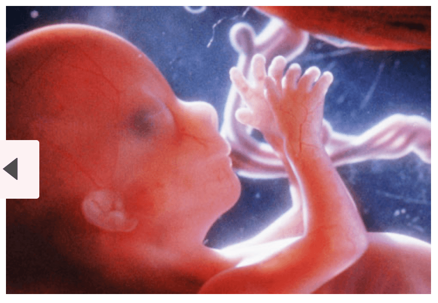 Fetal Development Jeopardy Template fetal-development-jeopardy-template