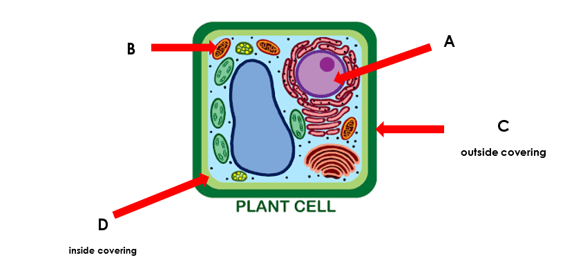 Cell Biology Test Review Jeopardy Template