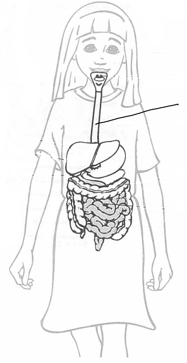 Abeka 5th grade health test 2 review