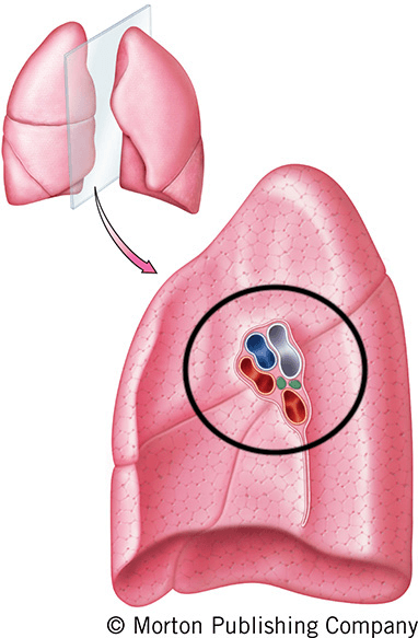 Respiratory System Jeopardy