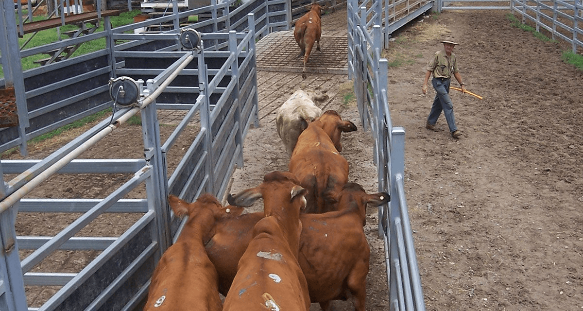 6 Principles of Handling Livestock Jeopardy Template