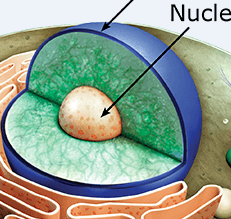 Organelles Jeopardy Template