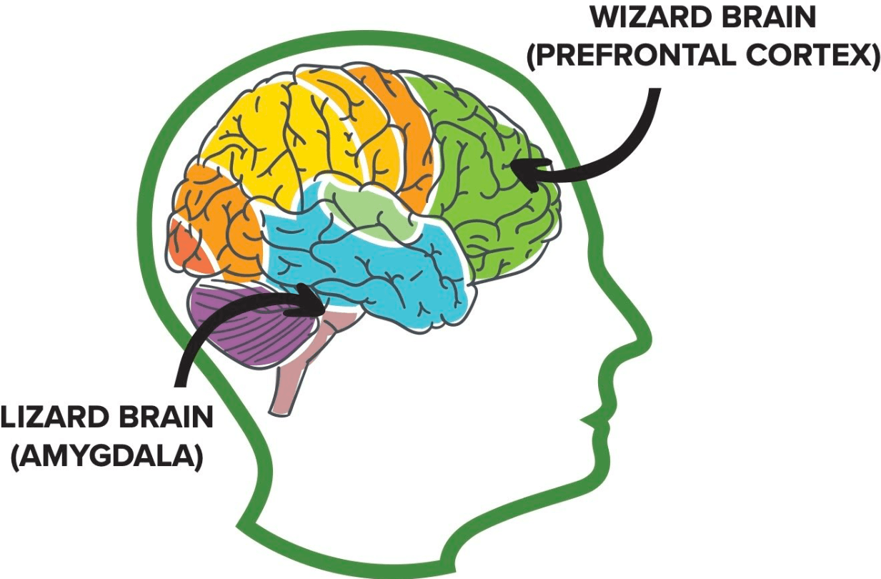 Факторы влияющие на мозг. Lizard Brain. Влияние майндфулнесс на мозг. Brain Wizard. What is Lizard Brain.