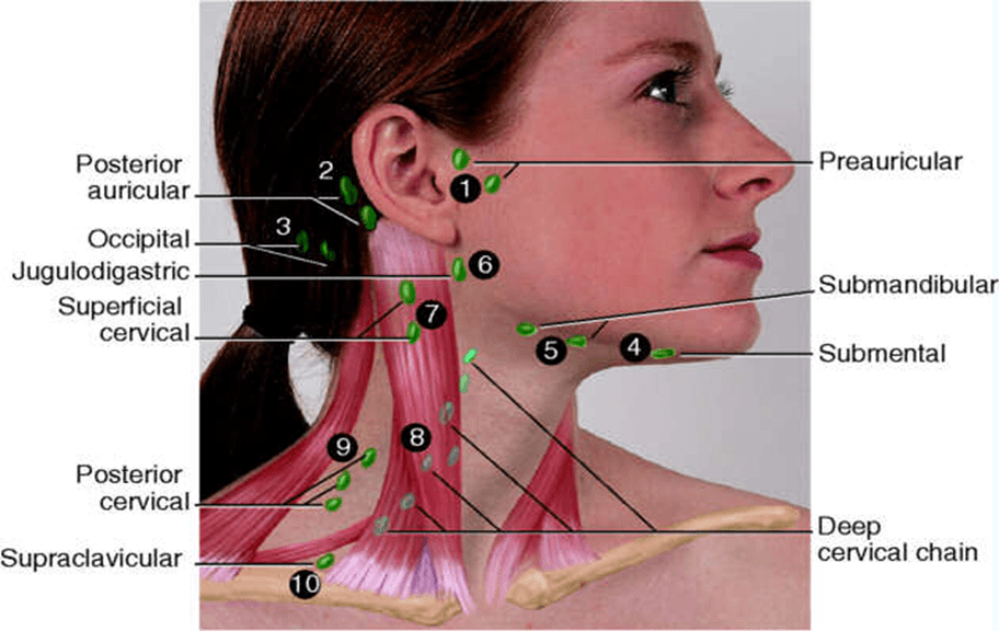 where are lymph nodes located in neck