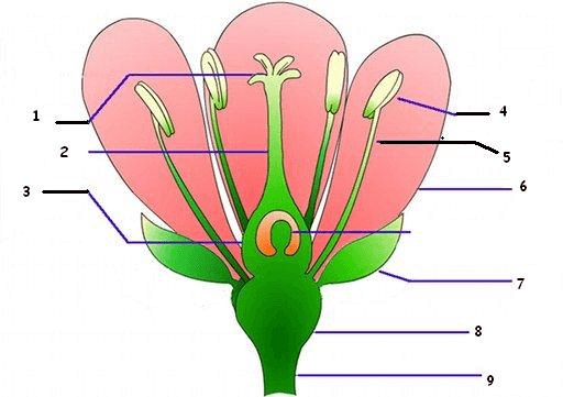 Parts of Plants Jeopardy Template